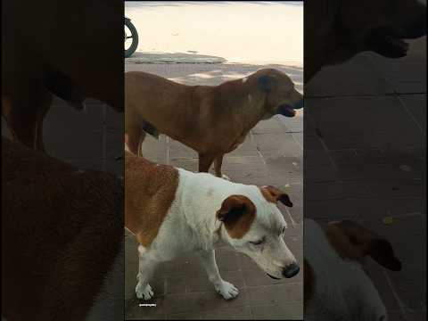 local dog🐶 #dogs #streetdogs #shorts