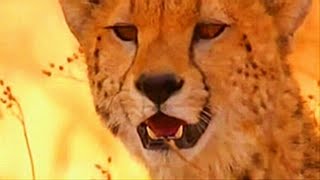 Music by CUSCO ♪ Africa - Afrika ♪ アフリカ
