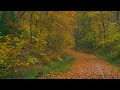 4K Relaxing Nature Sounds For Stress Relief Forest Sounds Bird Song ASMR
