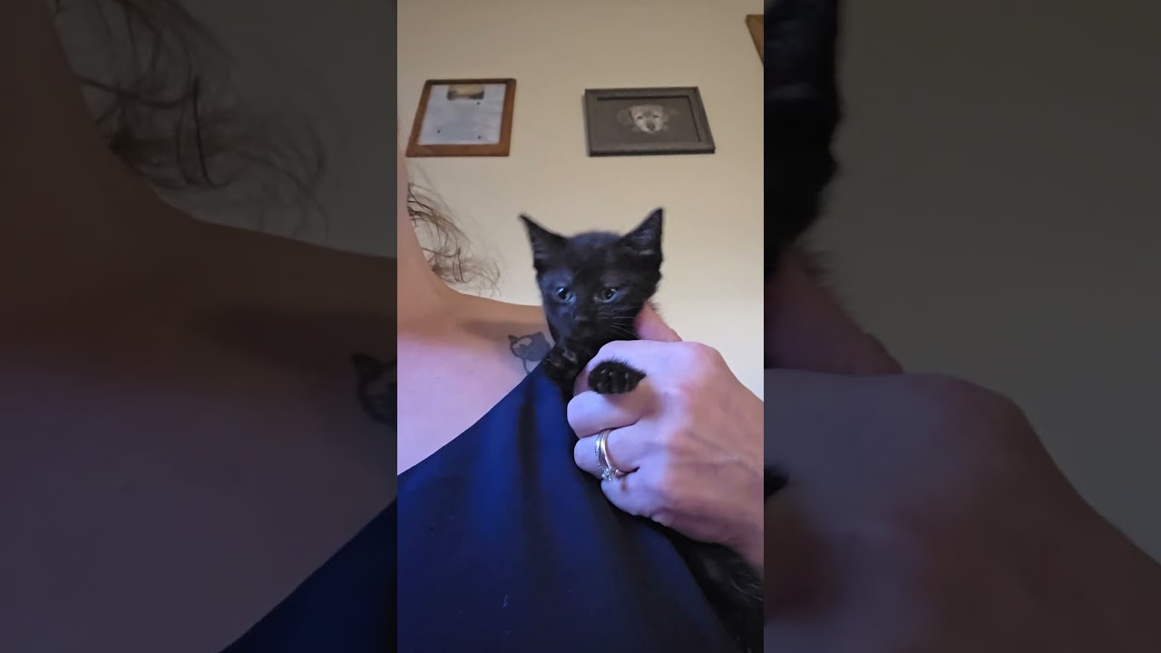 Enlarge Toast, a Adopted Domestic Short Hair in Jamesville, NY video 4/5
