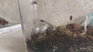 カマキリが僕のペット