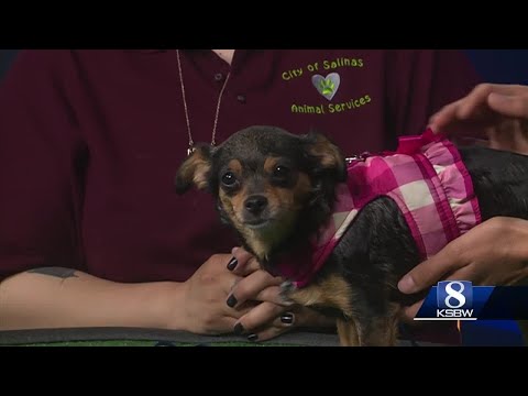 KSBW Pet of the Week: Allie