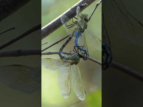 Green Darner dragonfly pair perch on branch