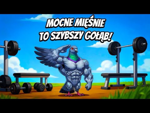Jak zbudować mięśnie, by gołąb leciał szybciej!