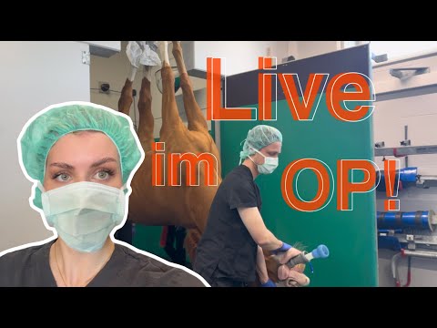 Live im OP! Begleitet mich in der Hanseklink für Pferde 🐴 🏥