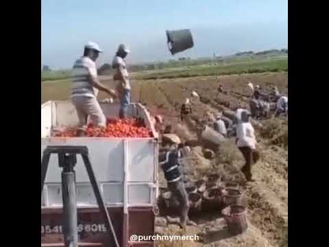 Oddly Satisfying - speedrun of loading a truck with baskets of fruit ⤼ | ♛purchmymerch♛