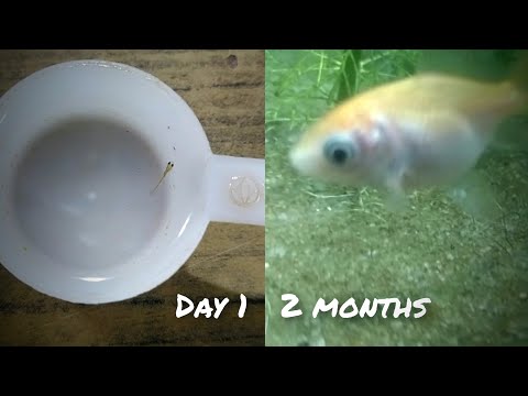 Goldfish growth stage || Week 1 to 2 months