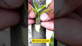 Download lagu Citrus 🍋🍊 Grafting Tips / Amazing Grafting Fruit Tree. mp3