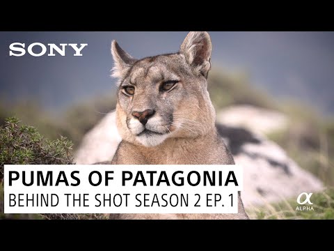 Pumas of Patagonia | Behind The Shot Season 2 Episode 1 with Paul Nicklen