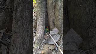 Download lagu Peeking at a bird's nest on the ground. #youtubeshorts #nature #nest #birds #shortvideo #wildlife mp3
