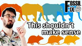 Why do small animals evolve so slowly?