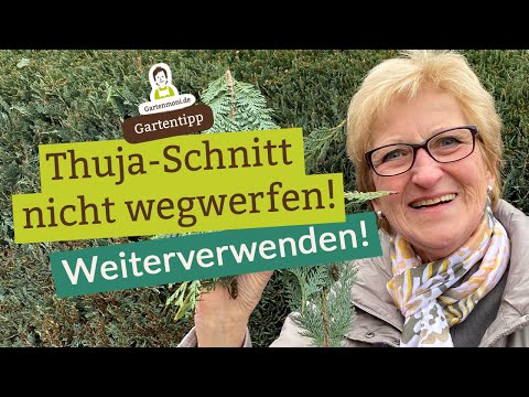Don't throw it away! Reuse Thuja cuttings | Arborvitae