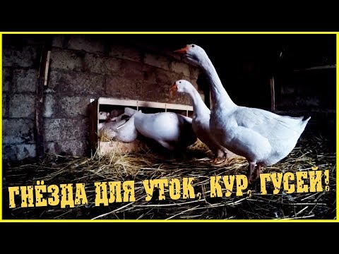ГНЁЗДА для кур, уток и гусей / Чертежи в описании /Жизнь курятника / Семья в деревне