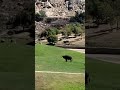 Cape Buffalo At Safari Park