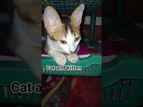 #cat #kitten #subscribe #short_video #youtubeshorts #love #viralvideo #video #shorts #beautiful #v