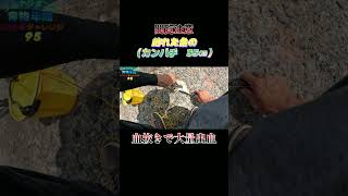 【閲覧注意】魚（カンパチ　35センチ）の血抜きで大量出血！#shorts #釣り #ショアジギング
