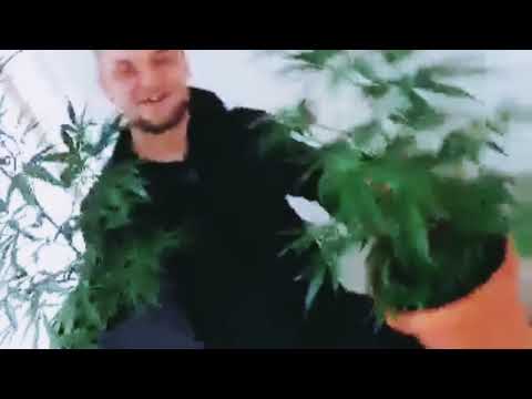 GOGOŁ ENSOJ X PEJOTKA. SPONTAN 2020. BIT BLACK ROSE BEATZ. MIX MASTER KARET.