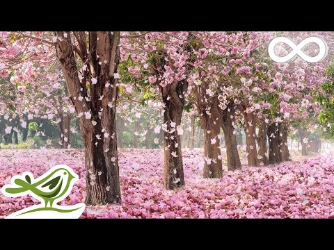 Beautiful Day • Romantic and Beautiful Piano Music for Relaxation