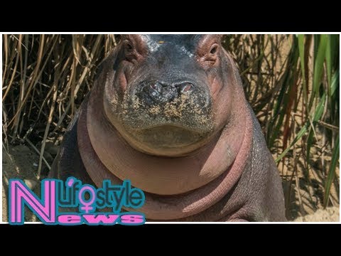 Cincinnati zoo celebrating fiona's 1st birthday saturday