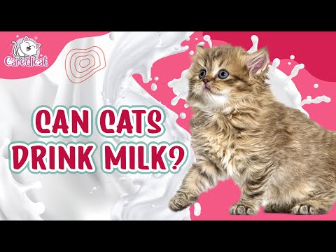 Can Cats Drink Milk? 🥛🐱 The Surprising Answer And Dangers! ⚠️