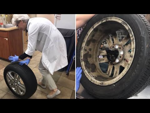 After A Family Wheeled This Tire Into A Vet s, Staff Saw The Helpless Creature Trapped Inside Video
