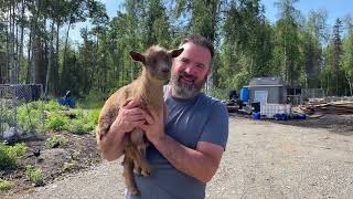 Alaska Homestead Life Our pet baby goat starts weaning - Watering the off-grid garden