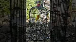 Download lagu Love bird GEJUL 41sf-Konslet abis mp3