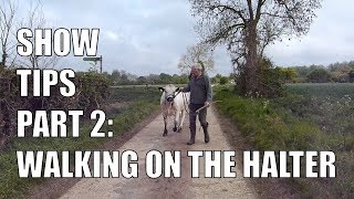 SHOW TIPS PART 2 |  WALKING ON THE HALTER