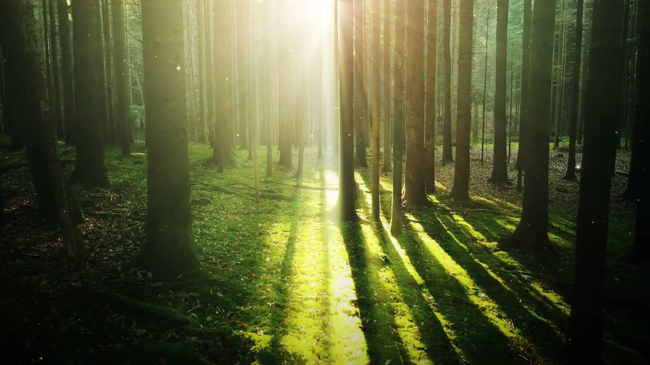 Forest with Fireflies