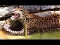 Wild Leopard Rescued From Well 