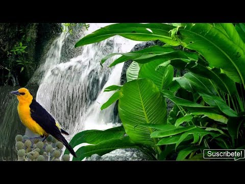 Relax 8 Hours-The Gentle Sound of a Mountain Stream Sounds-Bird Song-Study-Sleep-Relaxation