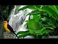 Relax 8 Hours The Gentle Sound Of A Mountain Stream Sounds Bird Song Study Sleep Relaxation