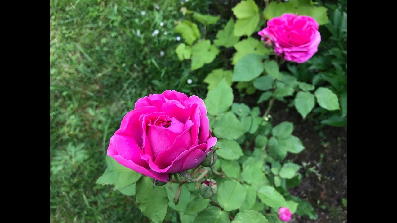 Rosier ancien &#39;Mme Isaac Pereire&#39; il a tout pour plaire.