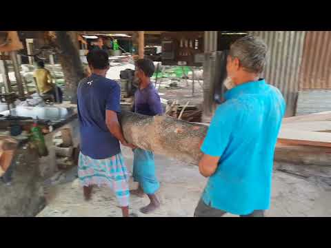 Slim Size Tree Slice Cutting Mastering Skills|| Rural Village Sawmill Bangladesh|| Asian Tree Cutt
