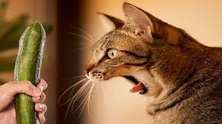 Best Funny | Cats Compilation 2016 Cat fails #2  أفضل مضحك | القطط تجميع القط