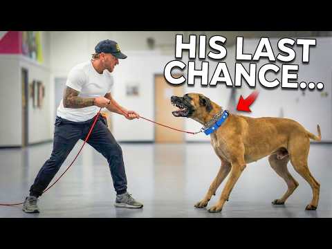 GIANT Great Dane Bit MULTIPLE People.. Can I Save Him from Being Put Down?