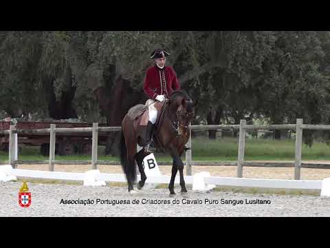 210201 4 Hihoro - Aprovação de Garanhões