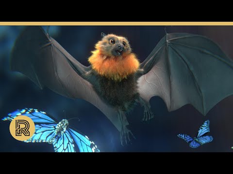 CGI 3D Animated Short: "Wings" by University of Hertfordshire  | The Rookies