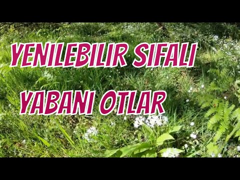 , title : 'Yenilebilir yabani şifalı bitkiler otlar ve faydaları.'