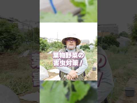 低木や野菜の根元に灰を使用する方法  庭園
