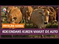 REPO: Koeiendans kijken, maar dan vanuit de auto