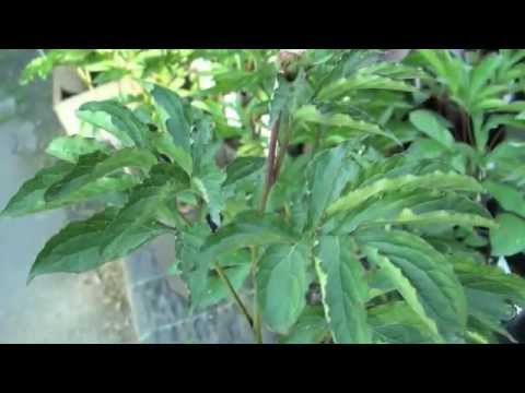 TrädgårdsHuset i Skarpnäck