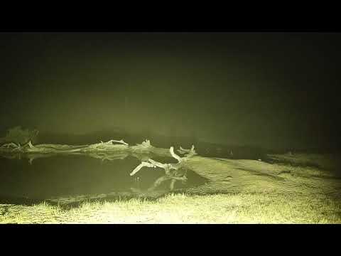 Djuma: Big Buffalo herd at the pan - 04:04 - 07/26/19