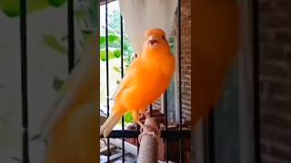 Download lagu Kemari gacor panjang #kenari #canario #canrybird #kicaukenari #masterankenarigacor #kicaumania mp3 Download lagu Kemari gacor panjang #kenari #canario #canrybird #kicaukenari #masterankenarigacor #kicaumania mp3