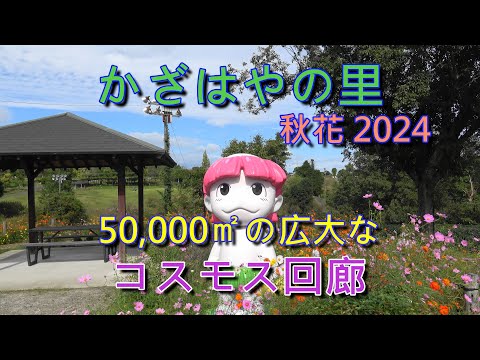 ロビンの好きな食べ物は何ですか