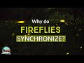 Why do Congaree's Fireflies Synchronize? | Congaree National Park Fireflies