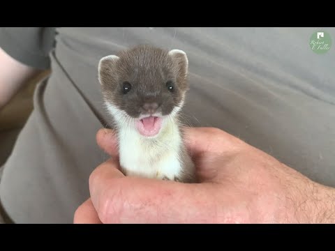 The Story of a Playful Stoat