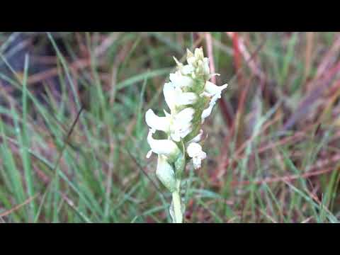 Irish Lady's-tresses - Barra - Outer Hebrides - 14/08/2019
