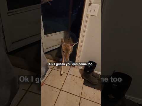 Surprise visitor during tornado warning 🥹❤️