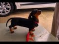 Pedigree good or bad for your dog?🤔
